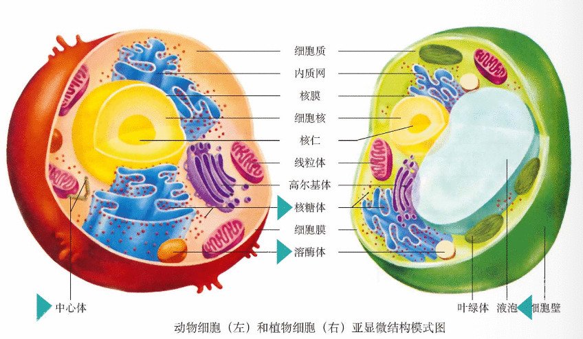 动物细胞,植物细胞亚显微结构对比图